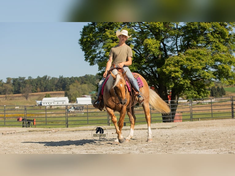 Quarter horse américain Hongre 5 Ans 155 cm Palomino in Fredericksburg