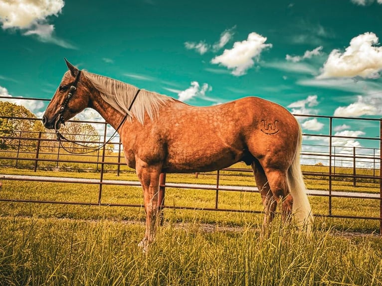 Quarter horse américain Hongre 5 Ans 155 cm Palomino in Palmyra