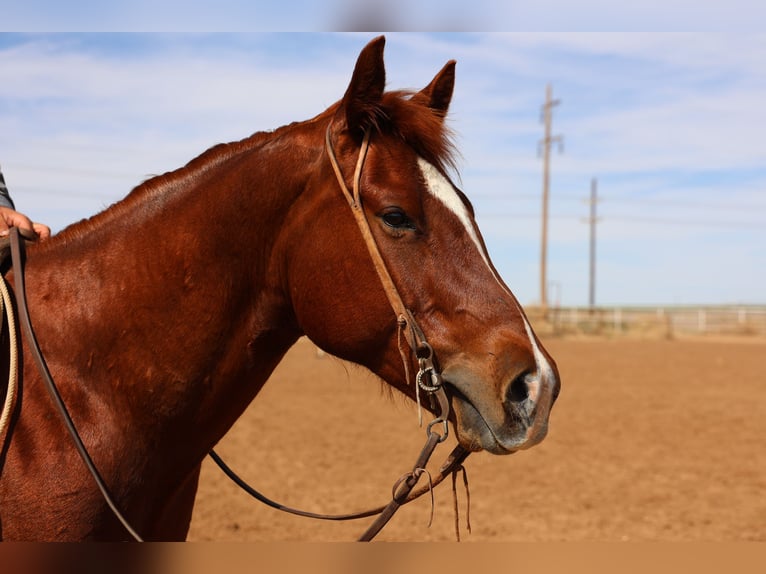 Quarter horse américain Hongre 5 Ans 155 cm in Dalhart, TX