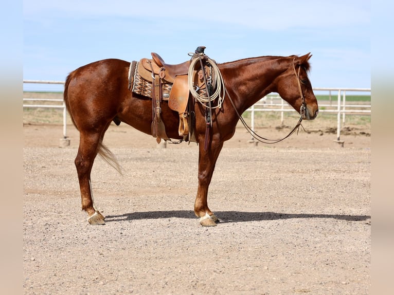 Quarter horse américain Hongre 5 Ans 155 cm in Dalhart, TX