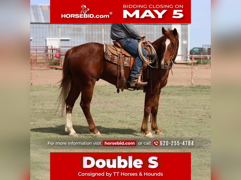 Quarter horse américain Hongre 5 Ans 155 cm in Dalhart, TX