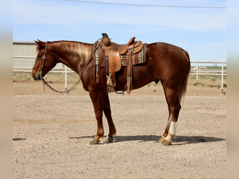 Quarter horse américain Hongre 5 Ans 155 cm in Dalhart, TX