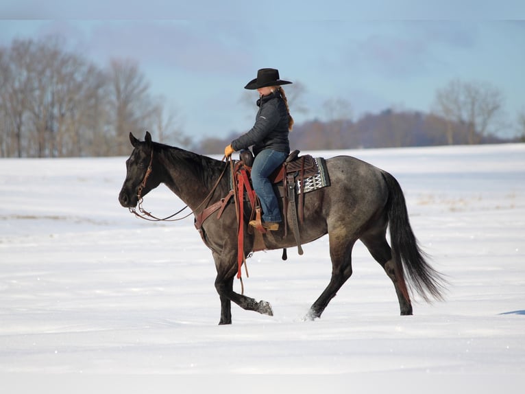 Quarter horse américain Hongre 5 Ans 155 cm Rouan Bleu in Clarion