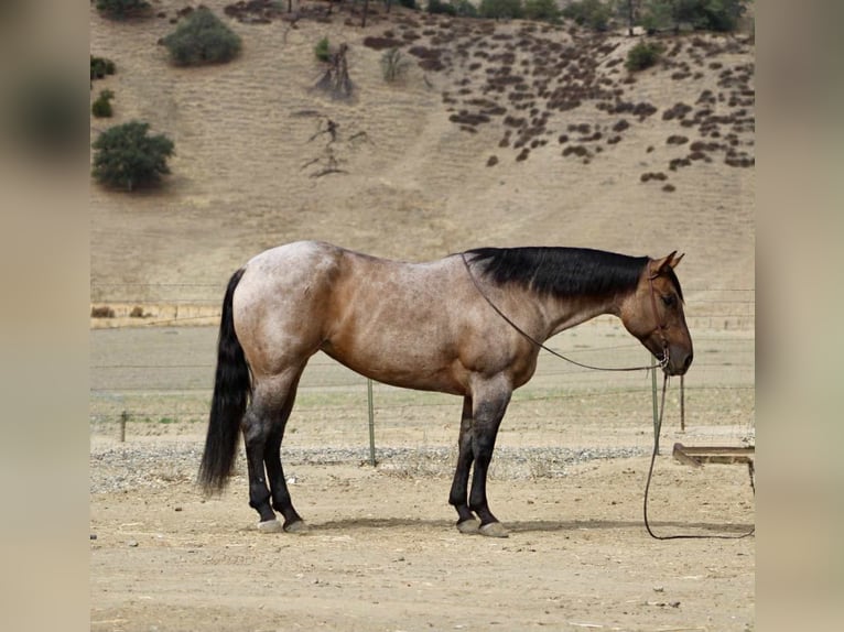 Quarter horse américain Hongre 5 Ans 155 cm Rouan Bleu in Paicines, CA