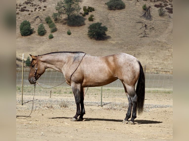 Quarter horse américain Hongre 5 Ans 155 cm Rouan Bleu in Paicines, CA