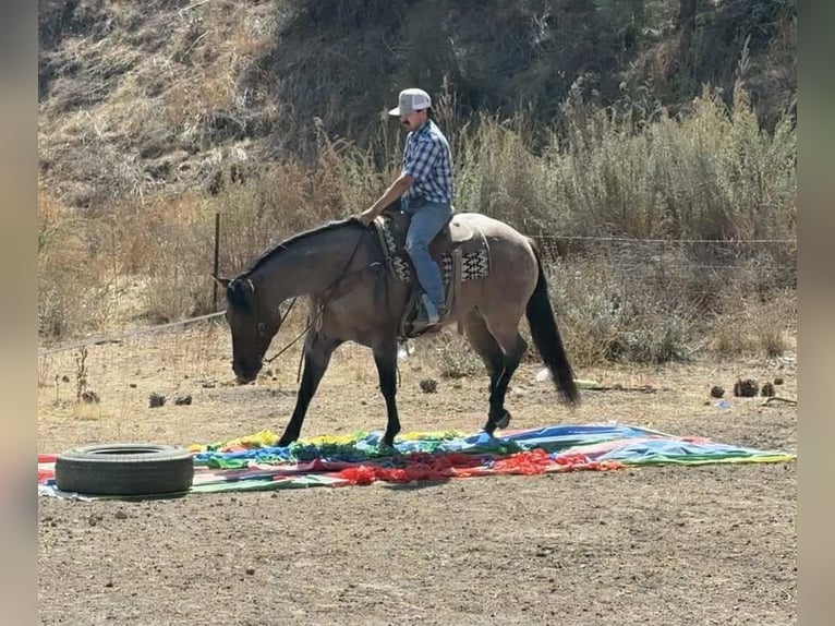 Quarter horse américain Hongre 5 Ans 155 cm Rouan Bleu in Paicines, CA