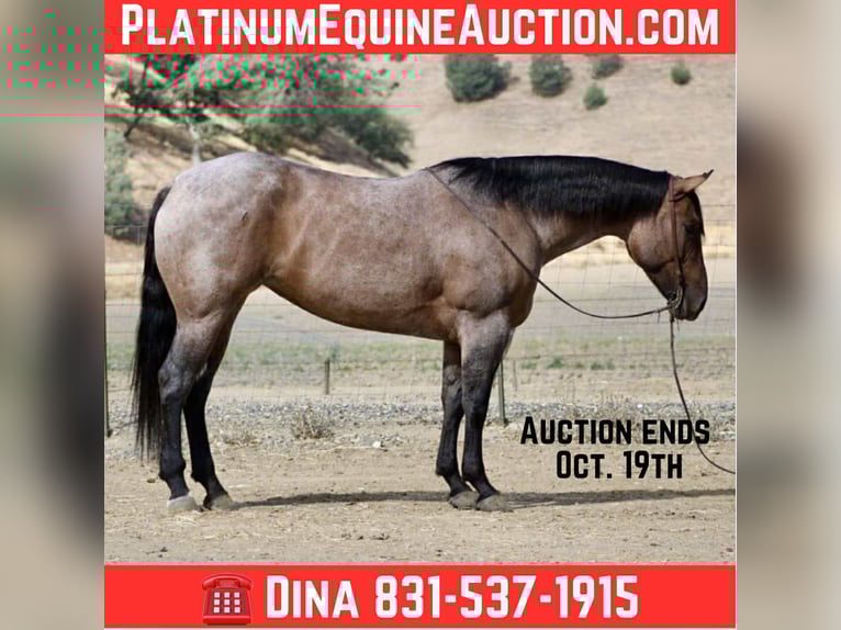 Quarter horse américain Hongre 5 Ans 155 cm Rouan Bleu in Paicines, CA