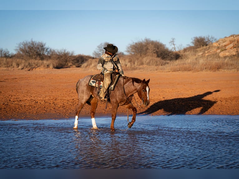 Quarter horse américain Hongre 5 Ans 155 cm Rouan Rouge in Canyon