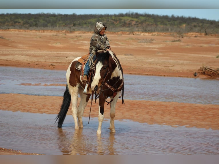 Quarter horse américain Hongre 5 Ans 155 cm Tobiano-toutes couleurs in Vernon TX