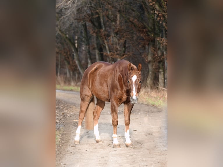 Quarter horse américain Hongre 5 Ans 157 cm Alezan brûlé in Mertingen