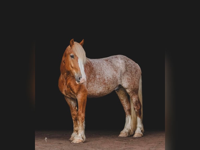 Quarter horse américain Hongre 5 Ans 157 cm Alezan cuivré in Dallas PA