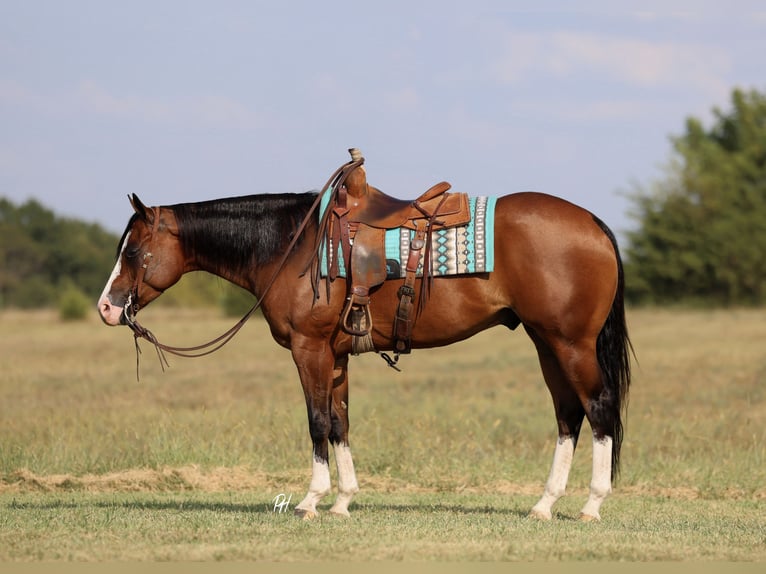 Quarter horse américain Hongre 5 Ans 157 cm Bai cerise in Buffalo
