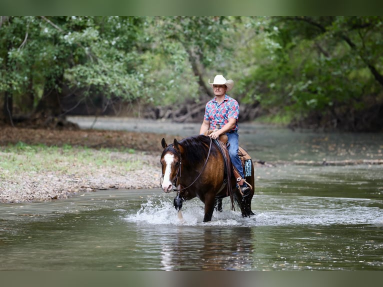 Quarter horse américain Hongre 5 Ans 157 cm Bai cerise in Buffalo