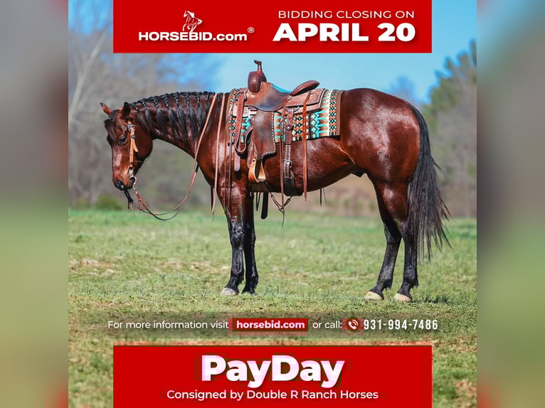 Quarter horse américain Hongre 5 Ans 157 cm Bai cerise in Lyles