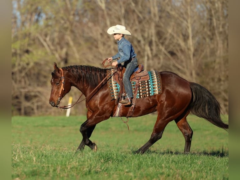 Quarter horse américain Hongre 5 Ans 157 cm Bai cerise in Lyles