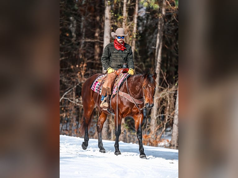 Quarter horse américain Hongre 5 Ans 157 cm Bai cerise in Lyles