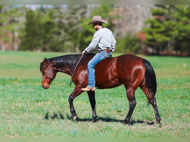 Quarter horse américain Hongre 5 Ans 157 cm Bai cerise in Lyles