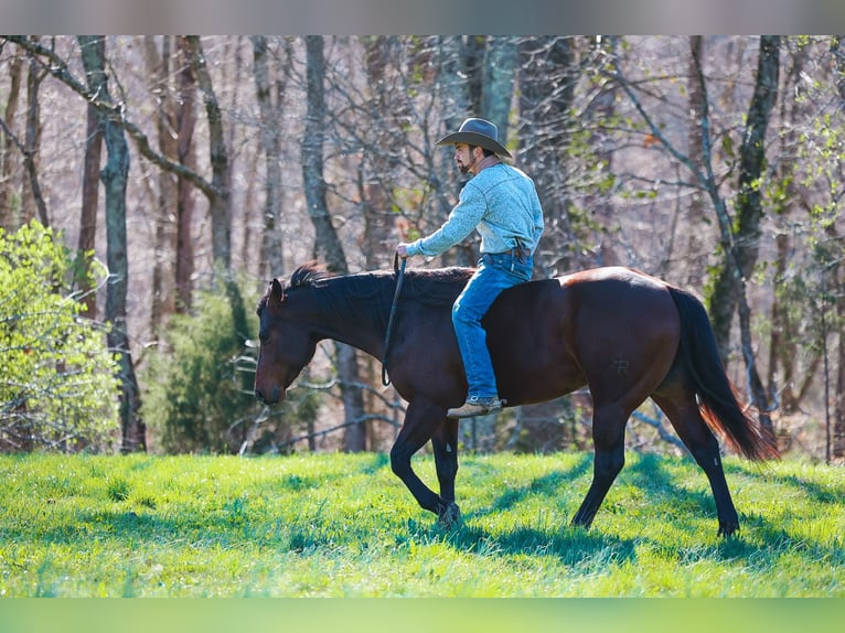 Quarter horse américain Hongre 5 Ans 157 cm Bai cerise in Lyles