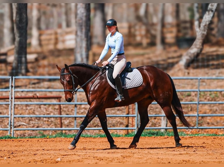 Quarter horse américain Hongre 5 Ans 157 cm Bai cerise in Lyles
