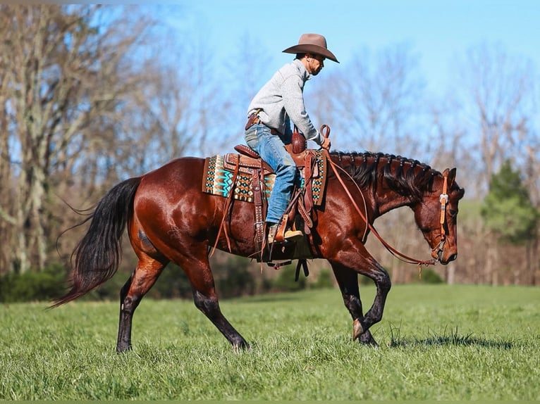 Quarter horse américain Hongre 5 Ans 157 cm Bai cerise in Lyles
