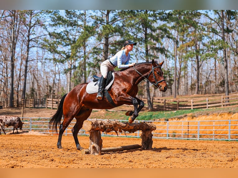 Quarter horse américain Hongre 5 Ans 157 cm Bai cerise in Lyles