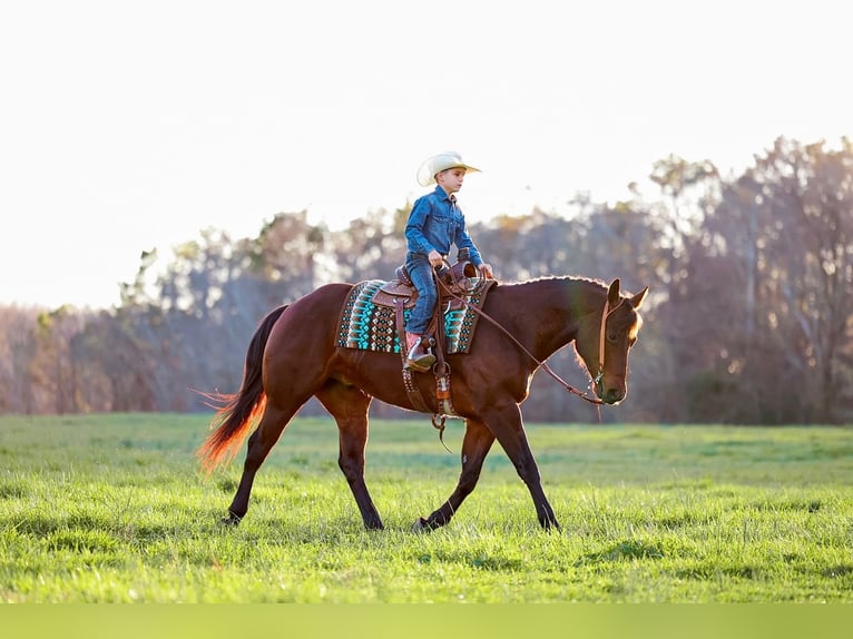 Quarter horse américain Hongre 5 Ans 157 cm Bai cerise in Lyles