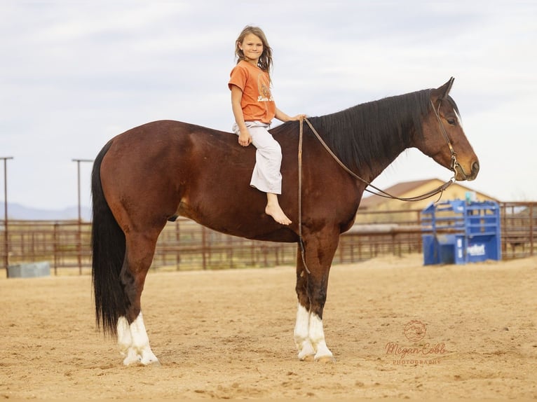 Quarter horse américain Hongre 5 Ans 157 cm Bai cerise in Wickenburg