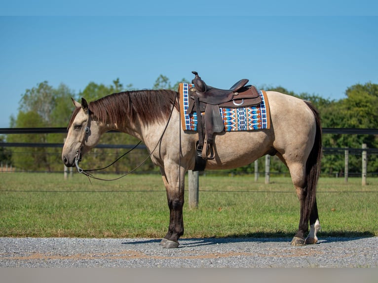 Quarter horse américain Hongre 5 Ans 157 cm Buckskin in Mayfield