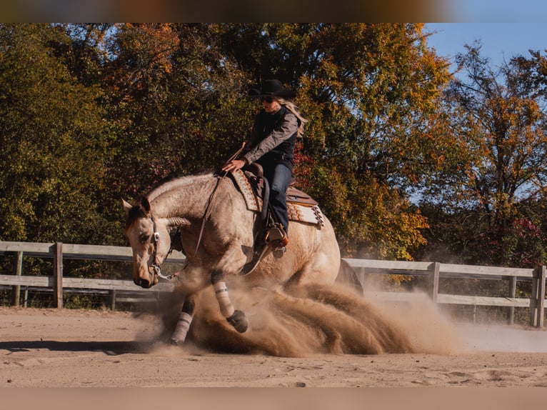 Quarter horse américain Hongre 5 Ans 157 cm Buckskin in Mayfield