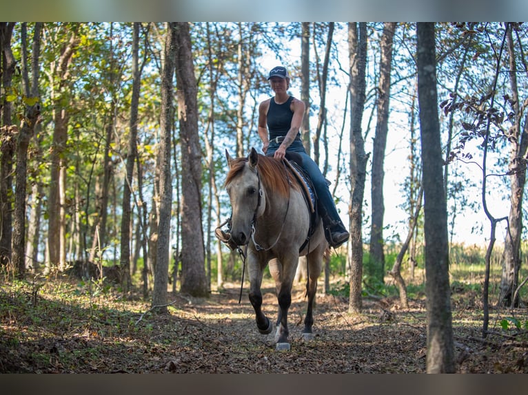 Quarter horse américain Hongre 5 Ans 157 cm Buckskin in Mayfield