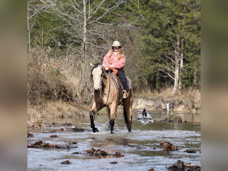 Quarter horse américain Hongre 5 Ans 157 cm Buckskin in Wickenburg