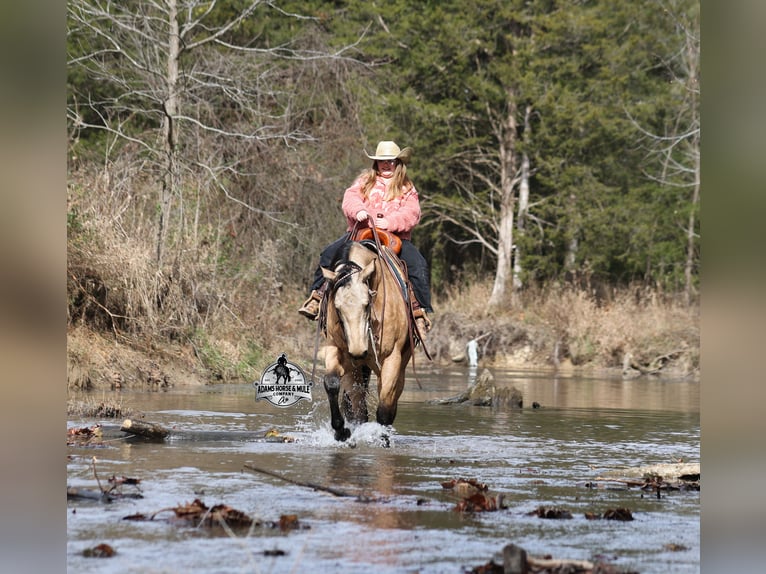 Quarter horse américain Hongre 5 Ans 157 cm Buckskin in Wickenburg