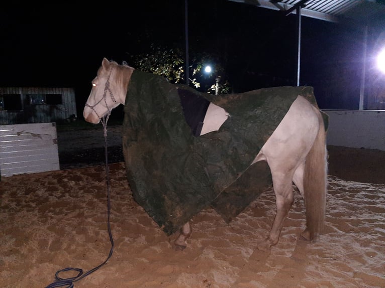 Quarter horse américain Croisé Hongre 5 Ans 157 cm Cremello in Cuxhaven