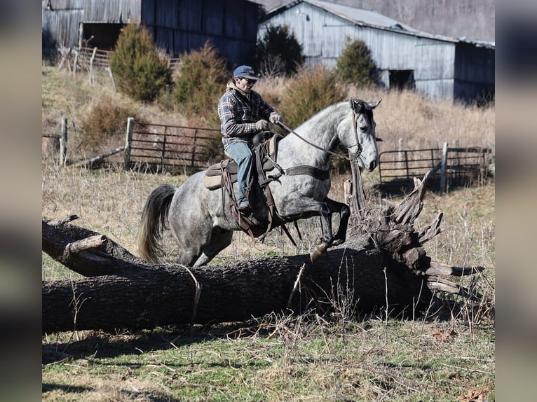 Quarter horse américain Hongre 5 Ans 157 cm Gris pommelé in Berea, KY