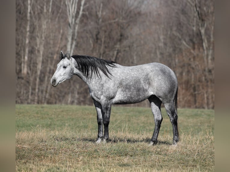 Quarter horse américain Hongre 5 Ans 157 cm Gris pommelé in Berea, KY
