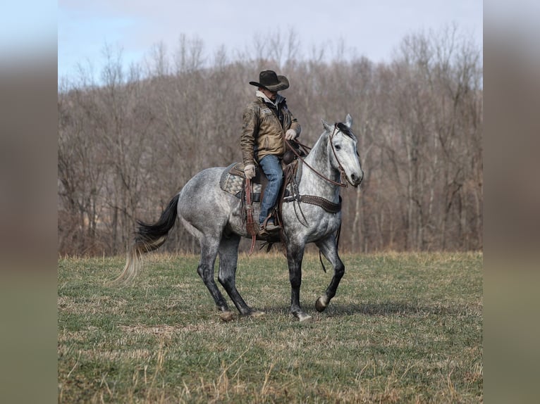 Quarter horse américain Hongre 5 Ans 157 cm Gris pommelé in Berea, KY