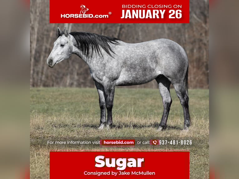 Quarter horse américain Hongre 5 Ans 157 cm Gris pommelé in Berea, KY