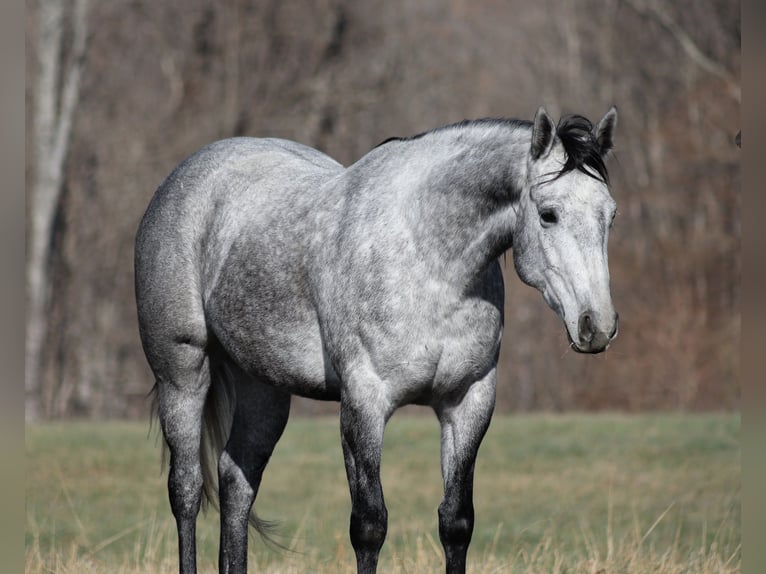 Quarter horse américain Hongre 5 Ans 157 cm Gris pommelé in Berea, KY