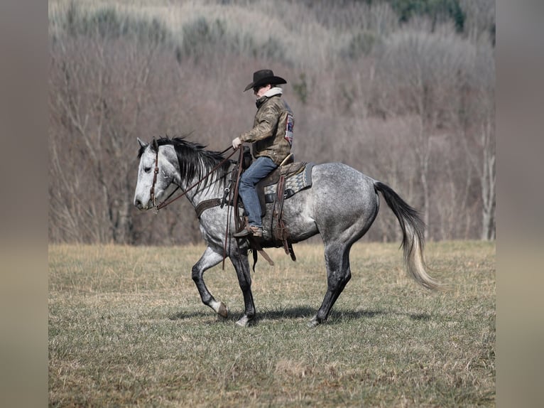 Quarter horse américain Hongre 5 Ans 157 cm Gris pommelé in Berea, KY