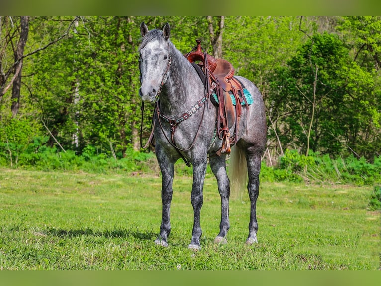 Quarter horse américain Hongre 5 Ans 157 cm Gris pommelé in Flemingsburg Ky