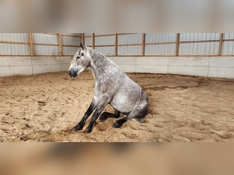 Quarter horse américain Croisé Hongre 5 Ans 157 cm Gris in Camden, MI