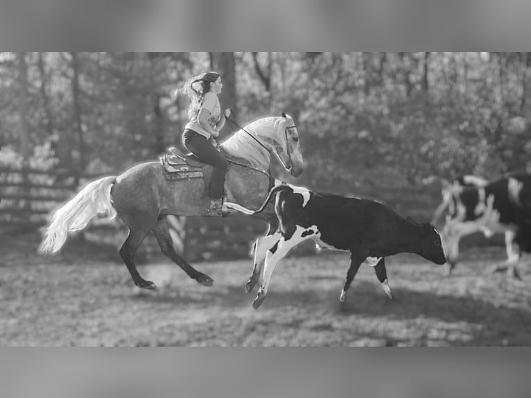 Quarter horse américain Croisé Hongre 5 Ans 157 cm Gris in Camden, MI