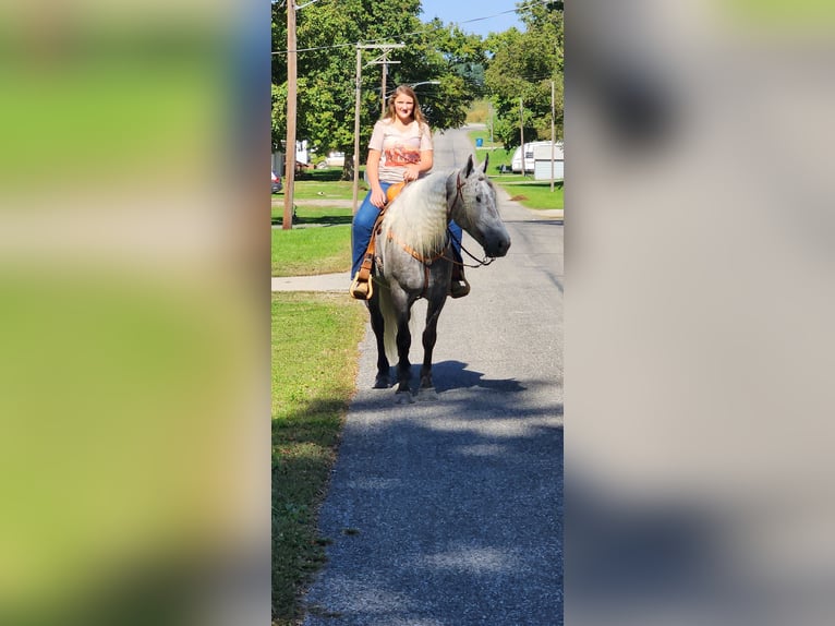 Quarter horse américain Croisé Hongre 5 Ans 157 cm Gris in Camden, MI