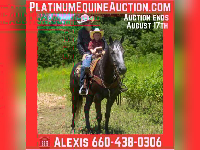 Quarter horse américain Hongre 5 Ans 157 cm Gris in Cole Camp MO