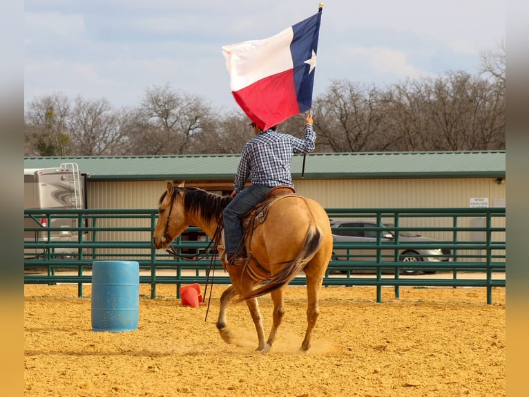 Quarter horse américain Hongre 5 Ans 157 cm Isabelle in Stephenville