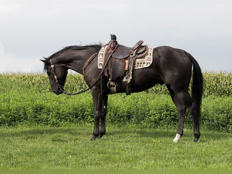 Quarter horse américain Hongre 5 Ans 157 cm Noir in Woodstock IL