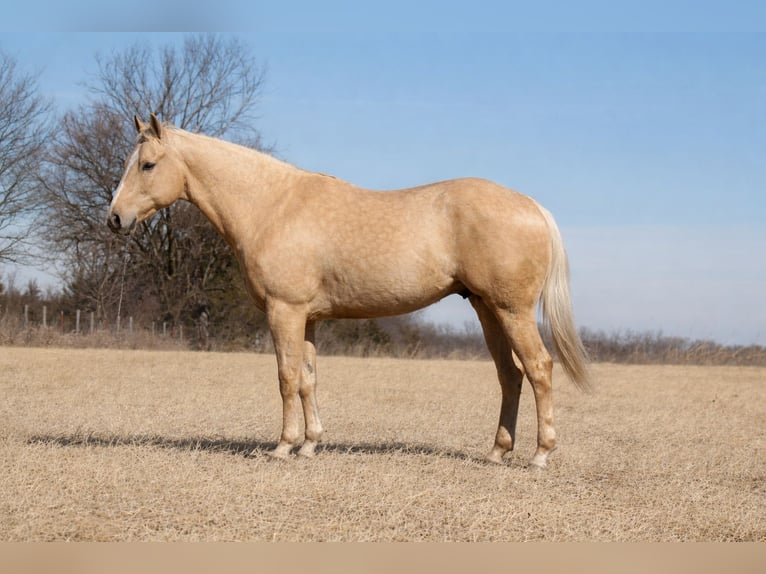 Quarter horse américain Hongre 5 Ans 157 cm Palomino in Cincinnati