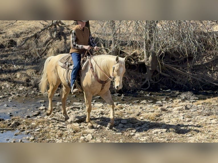 Quarter horse américain Hongre 5 Ans 157 cm Palomino in Cincinnati