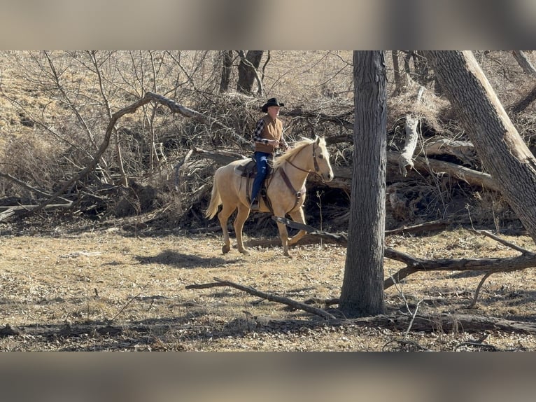 Quarter horse américain Hongre 5 Ans 157 cm Palomino in Cincinnati