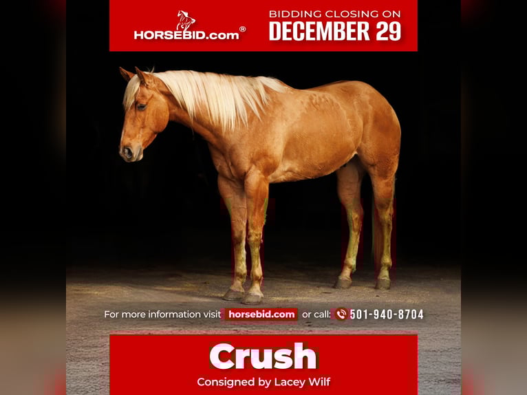 Quarter horse américain Hongre 5 Ans 157 cm Palomino in Quitman